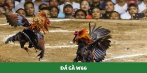 Đá gà W88