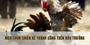 mẹo chọn chiến kê